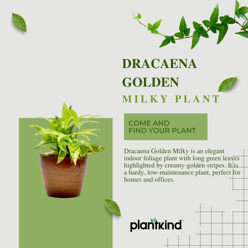Dracaena Golden Milky Plant | Air Purifying Plant | 1 Live Plant