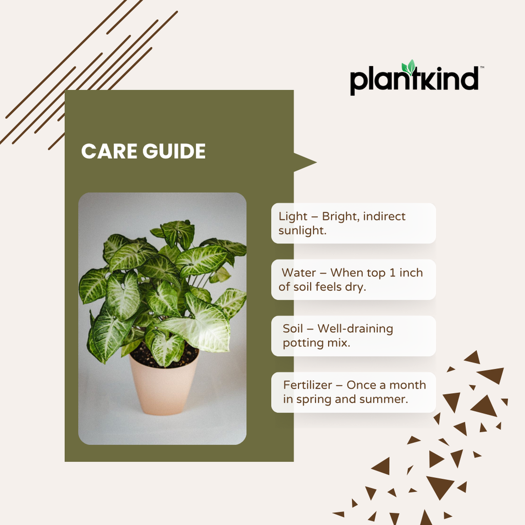 Syngonium Pixie Plant | Indoor Plant | Ornamental Plant | 1 Live Plant | Medium