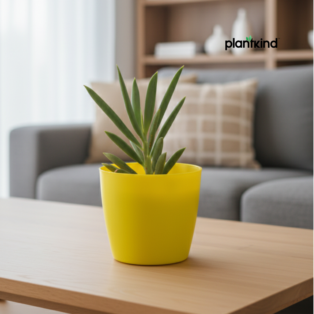 Blue Chalk Fingers Plant | Succulent Plant | Indoor Plant | 1 Live Plant