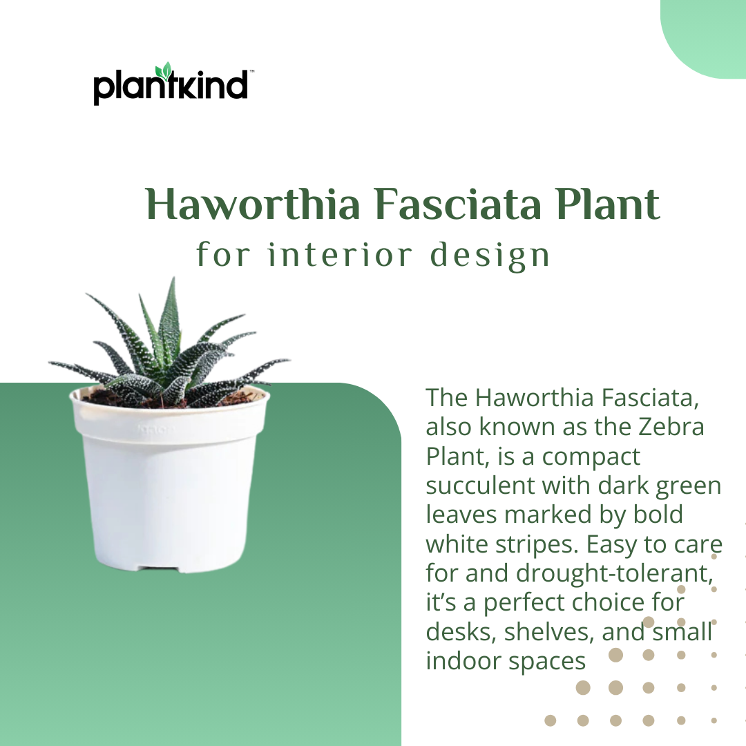 Haworthia Fasciata Plant | Succulent Plant | Indoor Plant | 1 Live Plant