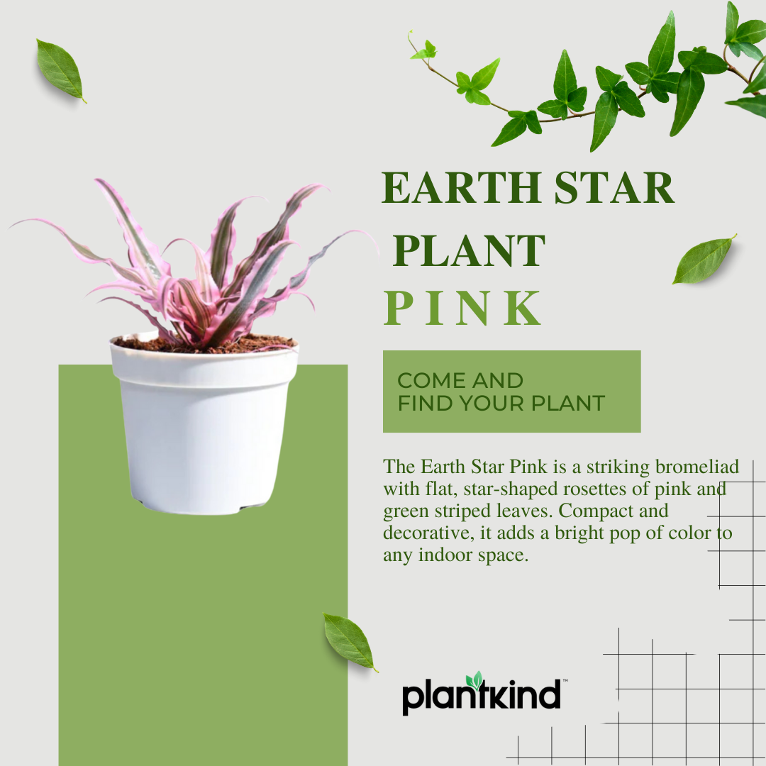 Earth Star Plant - Pink