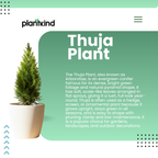 Thuja Plant  | Air Purifying Plant | Evergreen Plant | 1 Live Plant | Medium