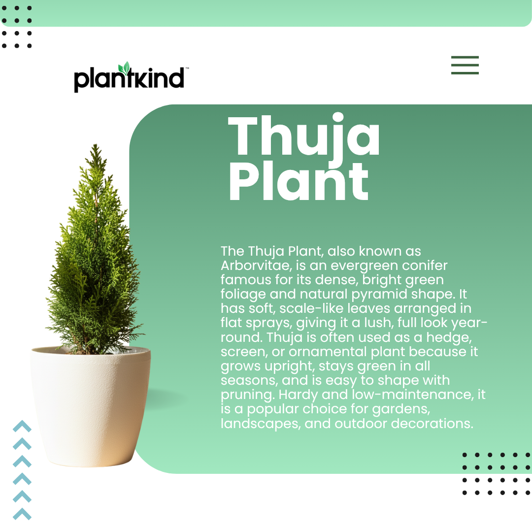 Thuja Plant  | Air Purifying Plant | Evergreen Plant | 1 Live Plant | Medium