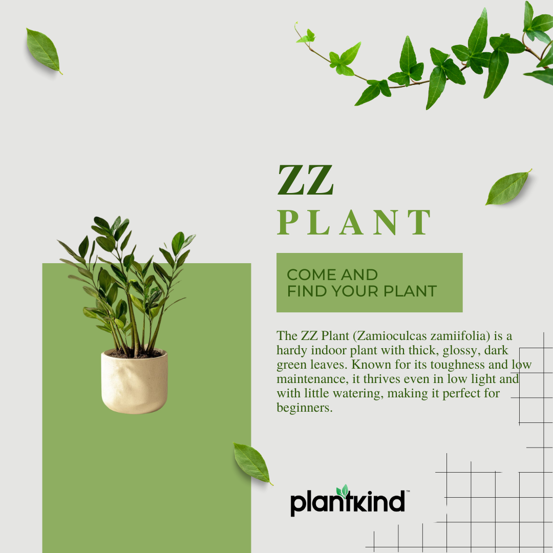 ZZ Plant | Zamioculcas zamiifolia | Fortune Plant| Indoor Plant | Pack Of 1