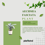 Aechmea Fasciata Plant | Air purifying Plants | Indoor Plant | Pack of 1