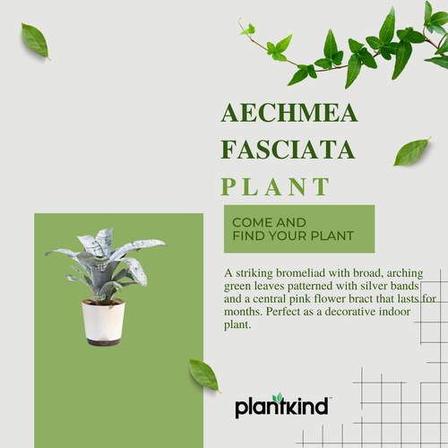 Aechmea Fasciata Plant | Air purifying Plants | Indoor Plant | Pack of 1