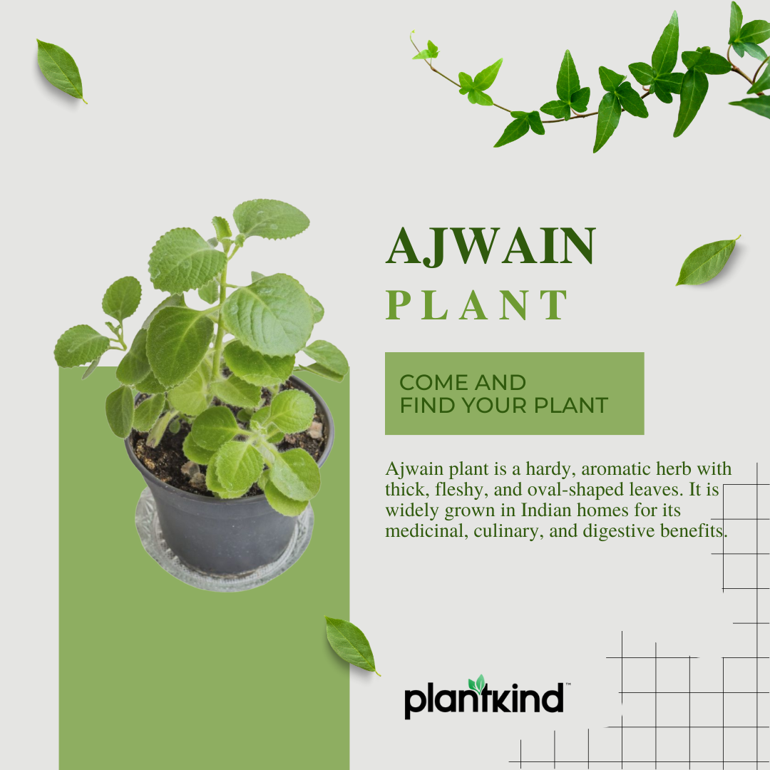 Ajwain Plant | Medicinal amd Aromatic Plants | Pack of 1