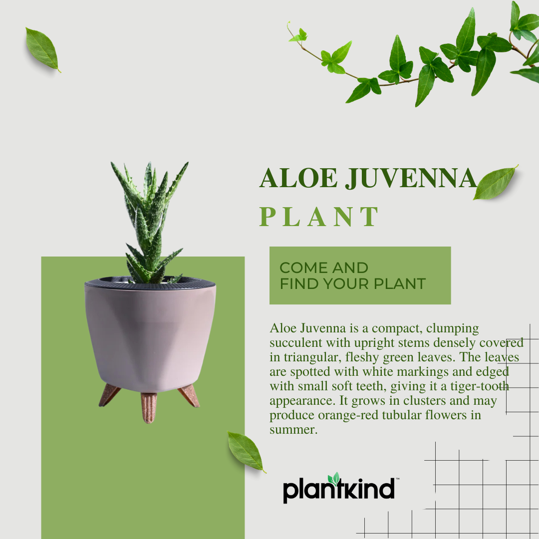 Aloe Juvenna Plant | Air purifying Plant | Indoor Plant | Pack Of 1