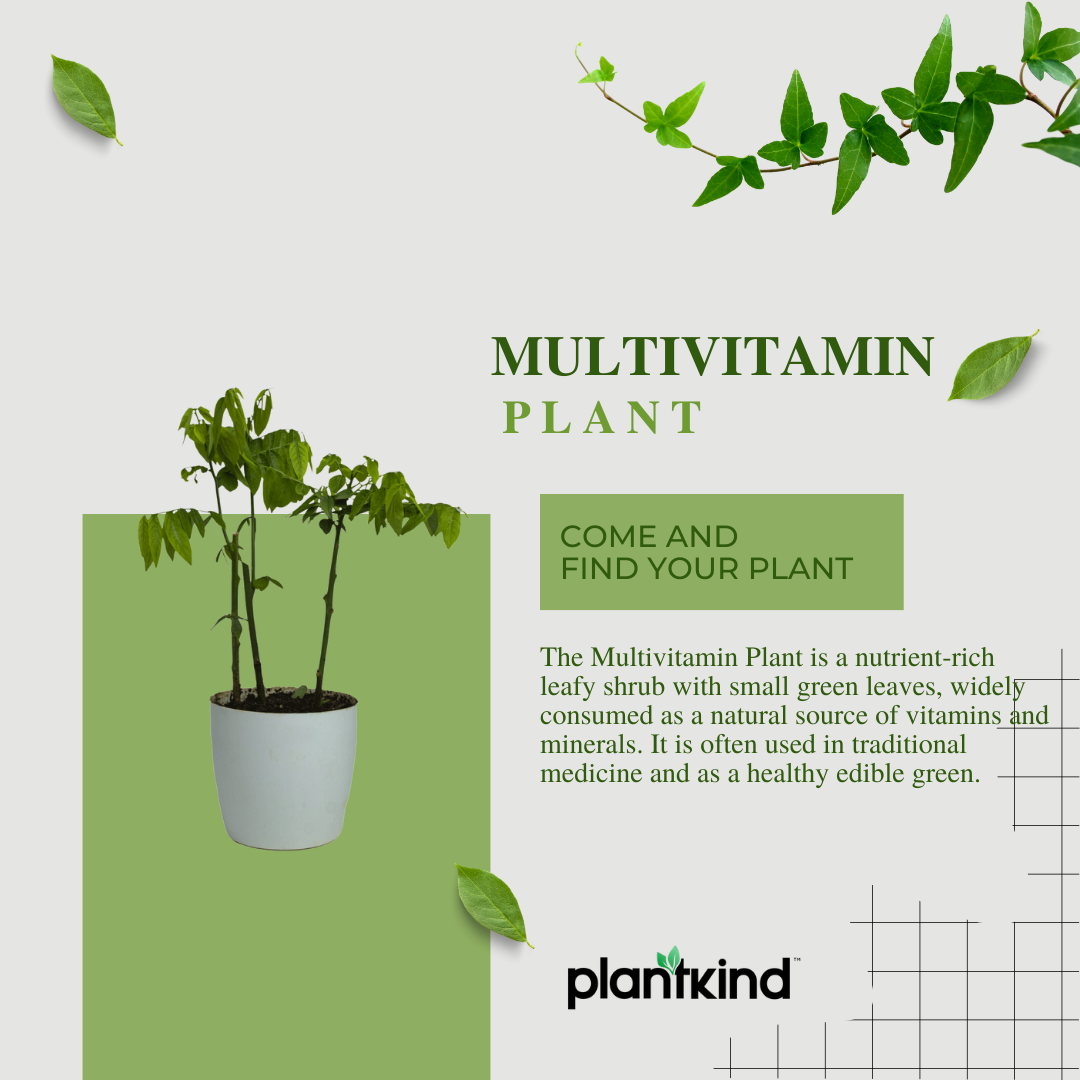 Multivitamin Plant | Medicinal And Aromatic Plant | Immunity Booster | 1 Live Plant