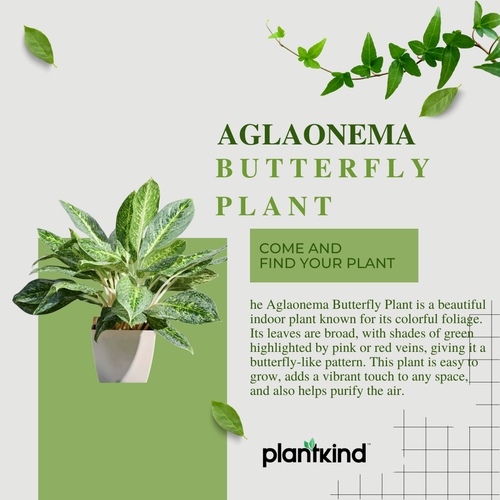 Aglaonema Butterfly Plant  |  Indoor Plant | Pack of 1
