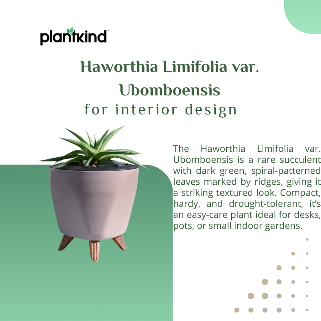 Haworthia Limifolia var. Ubomboensis | Succulent Plants | Indoor Plants | 1 Live Plant