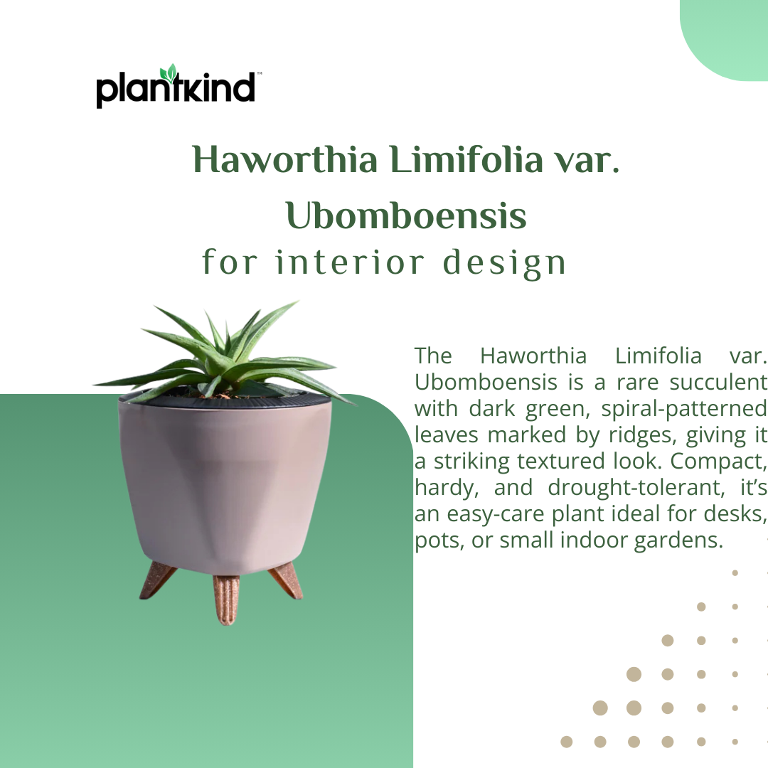 Haworthia Limifolia var. Ubomboensis | Succulent Plants | Indoor Plants | 1 Live Plant