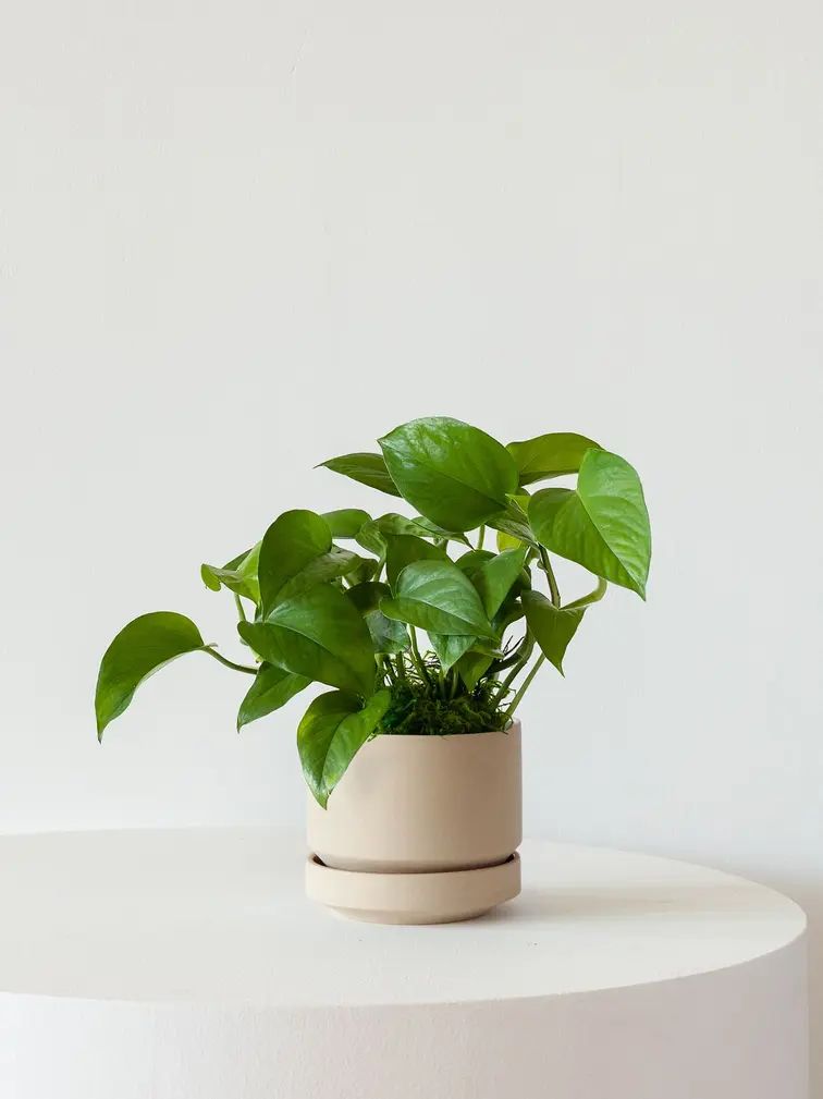 Philodendron Oxycardium Green Plant | Air- Purifying Plant | Indoor Plant | Pack Of 1