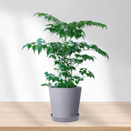 China doll plant |  An indoor décor plant | Live Radermachera sinica in Pot | Glossy Foliage | Pack of 1 | Without Pot