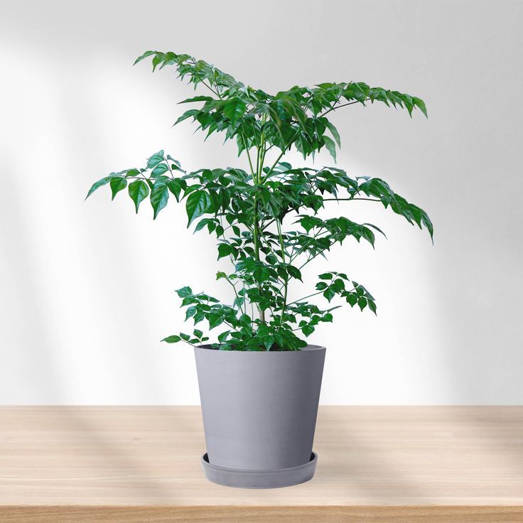 China doll plant |  An indoor décor plant | Live Radermachera sinica in Pot | Glossy Foliage | Pack of 1 | Without Pot