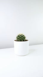 Barrel Cactus Plant | Indoor Plant | Pack Of 1