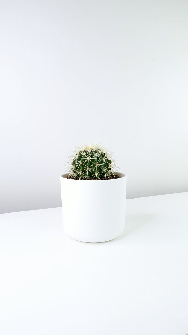 Barrel Cactus Plant | Indoor Plant | Pack Of 1