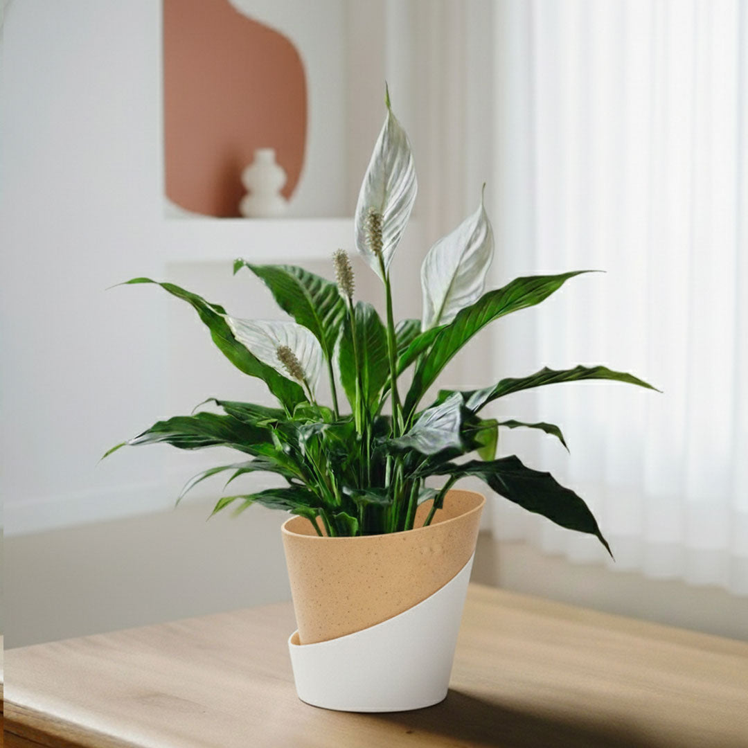 Peace Lily Plant | Indoor Plant | Air Purifier Plant |1 Live Plant with Grow Pot