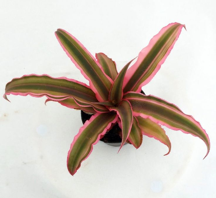 Earth Star Plant - Pink