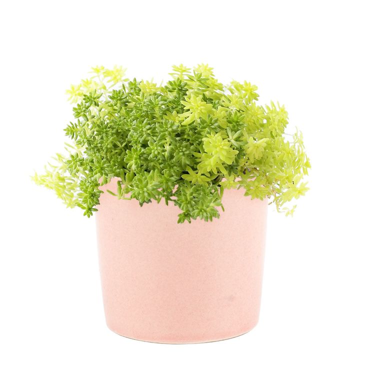 Yellow Green Sedum | Succulent Plant | Low maintenance Plant | Indoor Plant | Pack Of 1