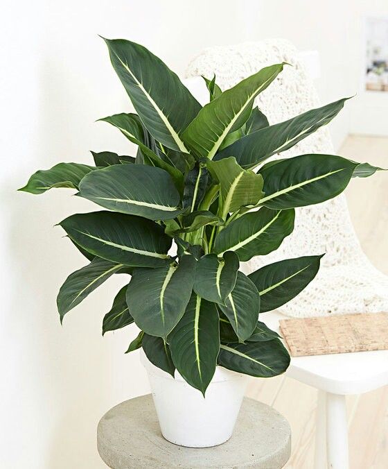 Dieffenbachia Green Magic Plant | Ornamental Plant | Indoor Plant | Outdoor Plant | Pack Of 1