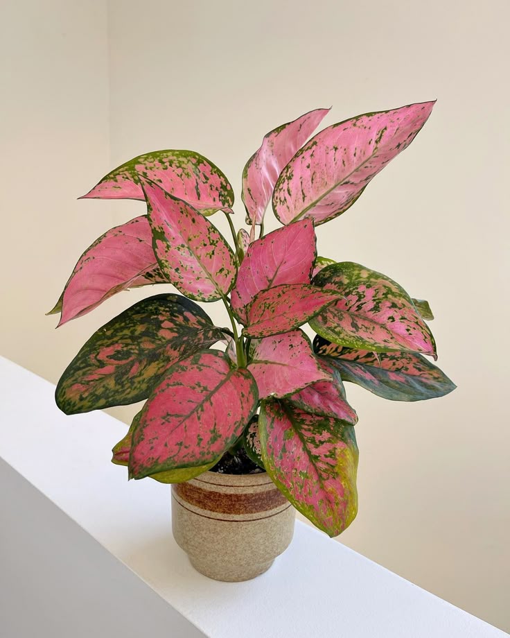 Aglaonema Pink Plant | Indoor Plant | Good Luck Plant | Pack of 1