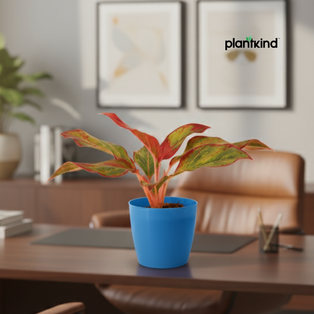 Aglaonema Lipstick Plant| Indoor Plants| 1 Live Plant