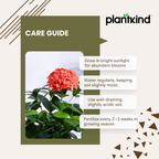 Ixora (Rugmini) Plant - Orange | Flowering Plant |  1 Live Plant