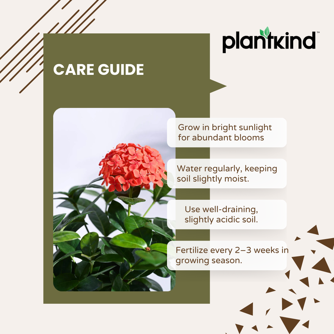 Ixora (Rugmini) Plant - Orange | Flowering Plant |  1 Live Plant