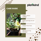 Crassula Ovata Variegated | Indoor Plant | 1 Live Plant