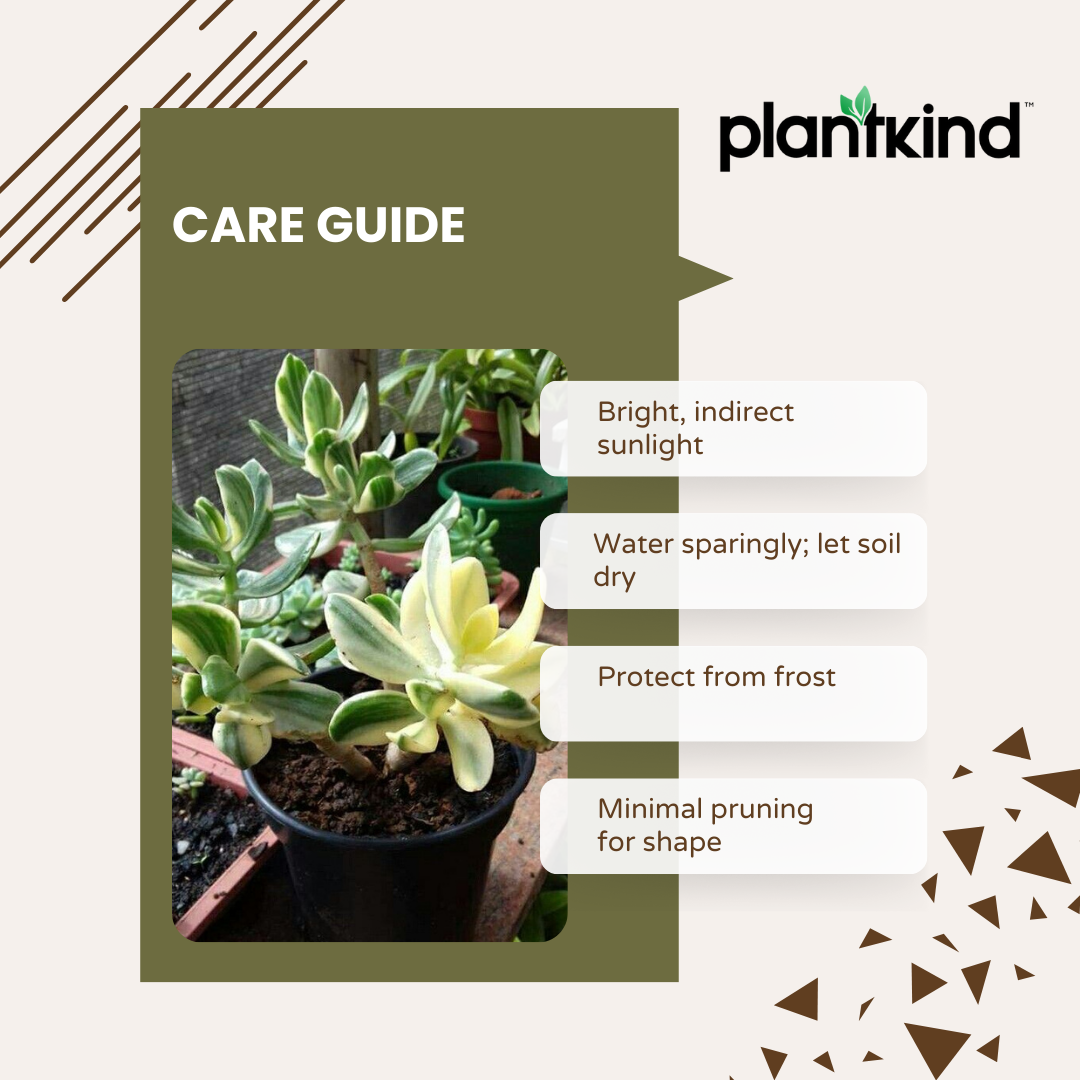 Crassula Ovata Variegated | Indoor Plant | 1 Live Plant