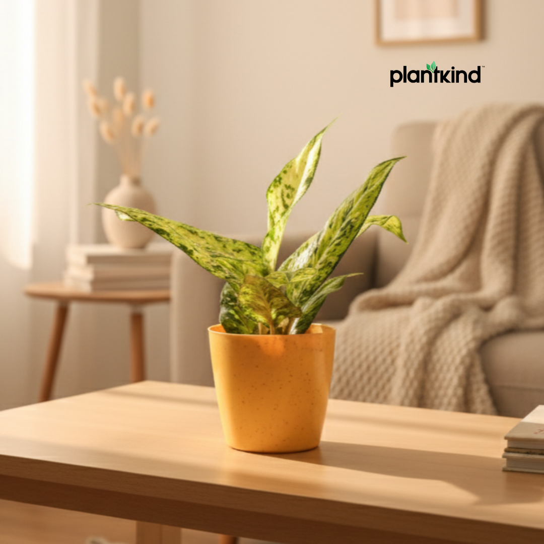 Aglaonema Snow White| Indoor Plant| 1 Live Plant | Small