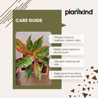 Aglaonema Red Plant