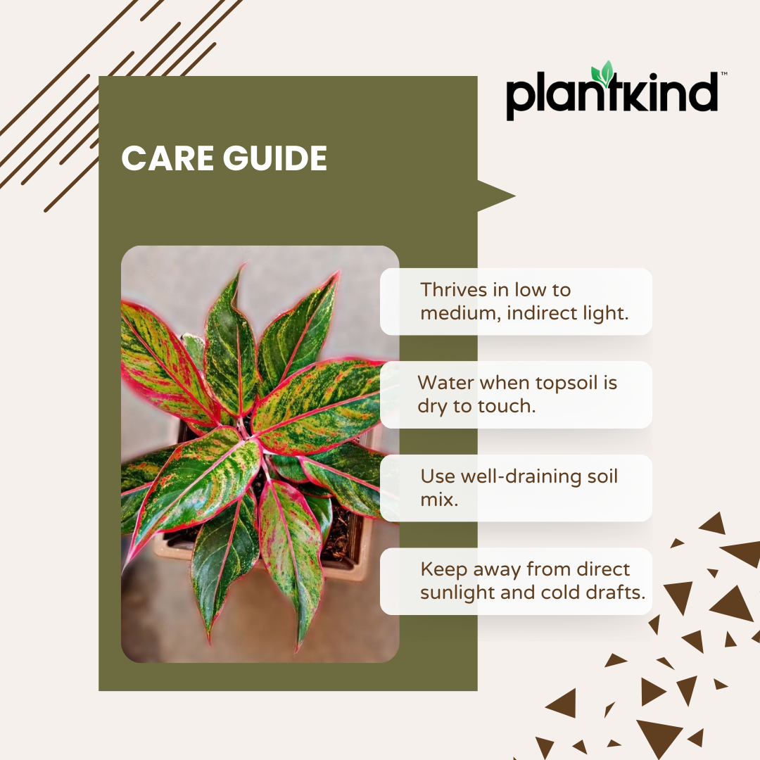 Aglaonema Red Plant