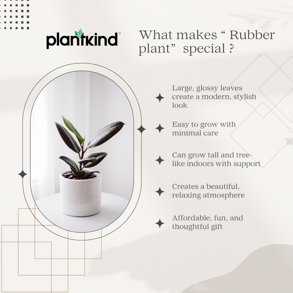 Rubber Plant| N-Black Rubber Plant | Plant for Indoor and outdoor | 1 Live Plant | XL