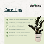 ZZ Black Plant | Zamioculcas zamiifolia ‘Raven’ | Raven ZZ Plant| Indoor Plant | Pack Of 1