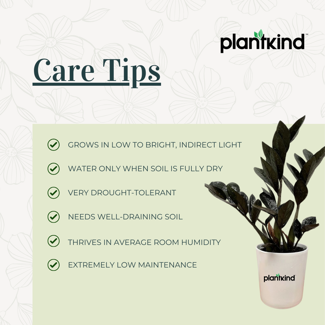 ZZ Black Plant | Zamioculcas zamiifolia ‘Raven’ | Raven ZZ Plant| Indoor Plant | Pack Of 1