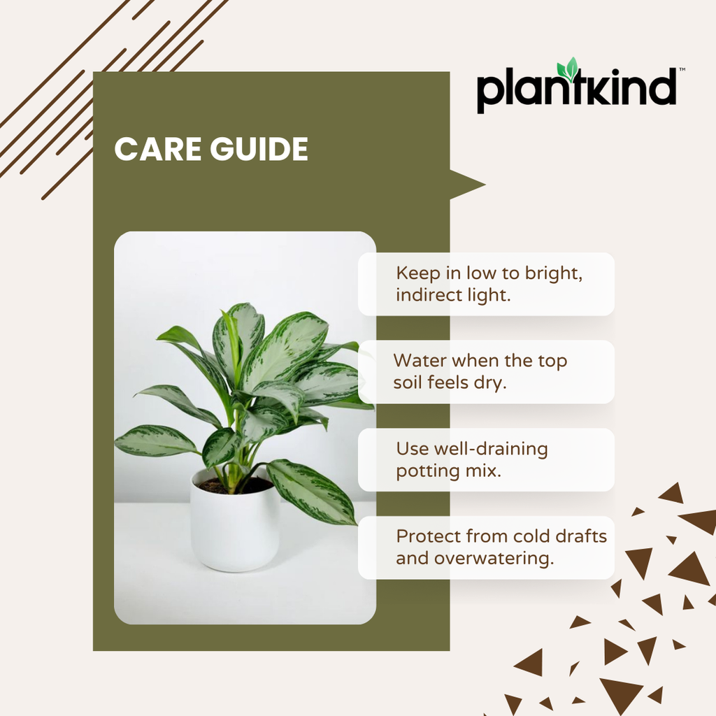 Aglaonema Evergreen Plant - Large