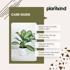 Aglaonema Evergreen Plant - Large