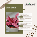 Earth Star Plant - Pink