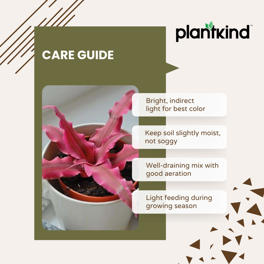 Earth Star Plant - Pink