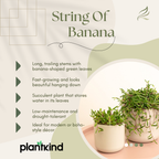 String of Banana Plant |  Indoor Plant | Hanging Plant | Pack of 1