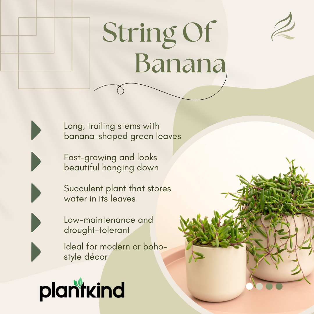 String of Banana Plant |  Indoor Plant | Hanging Plant | Pack of 1