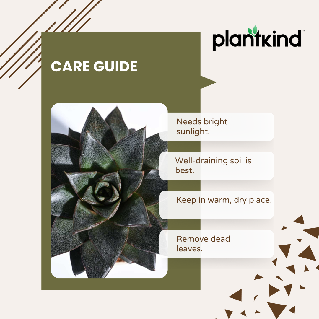 Echeveria Lotus Chinensis Plant | Succulent Plant | Indoor Plant