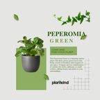 Peperomia Green | Air purifying Plant | Indoor plant | 1 Live Plant | Small