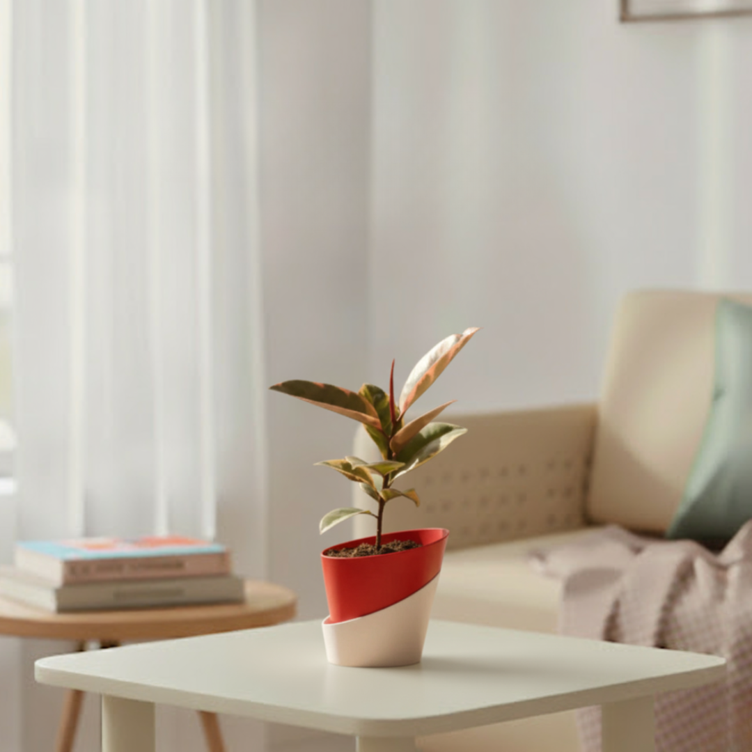 Rubber Plant Variegated | Indoor Plant | Outdoor Plant | 1 Live Plant | Small