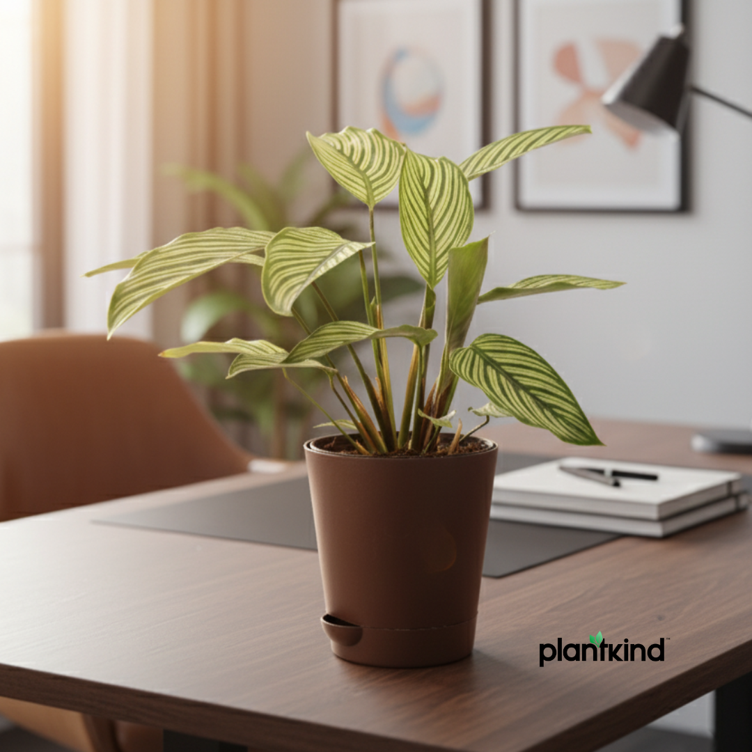 Calathea Vittata Plant | Indoor Plant | 1 Live Plant | Medium