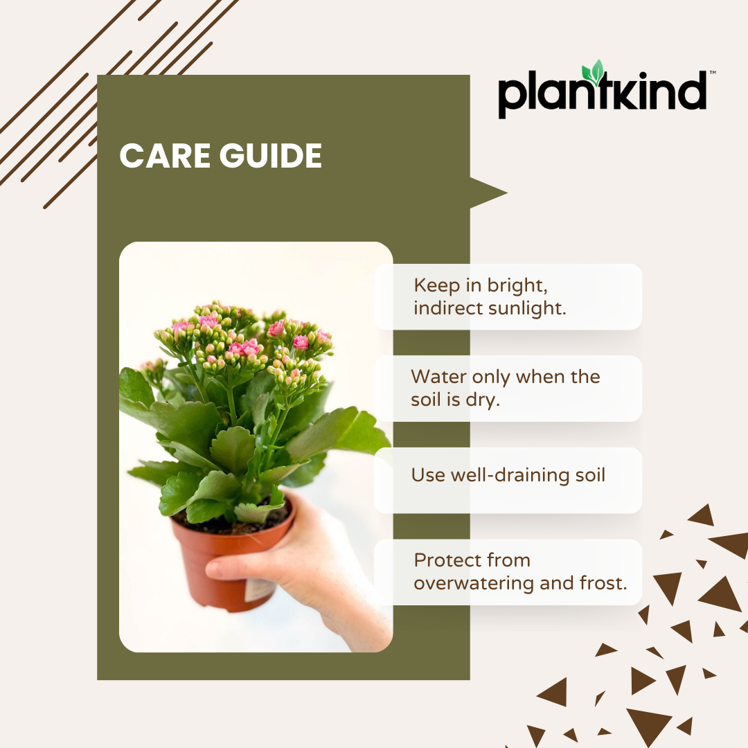 Kalanchoe Plant - Pink