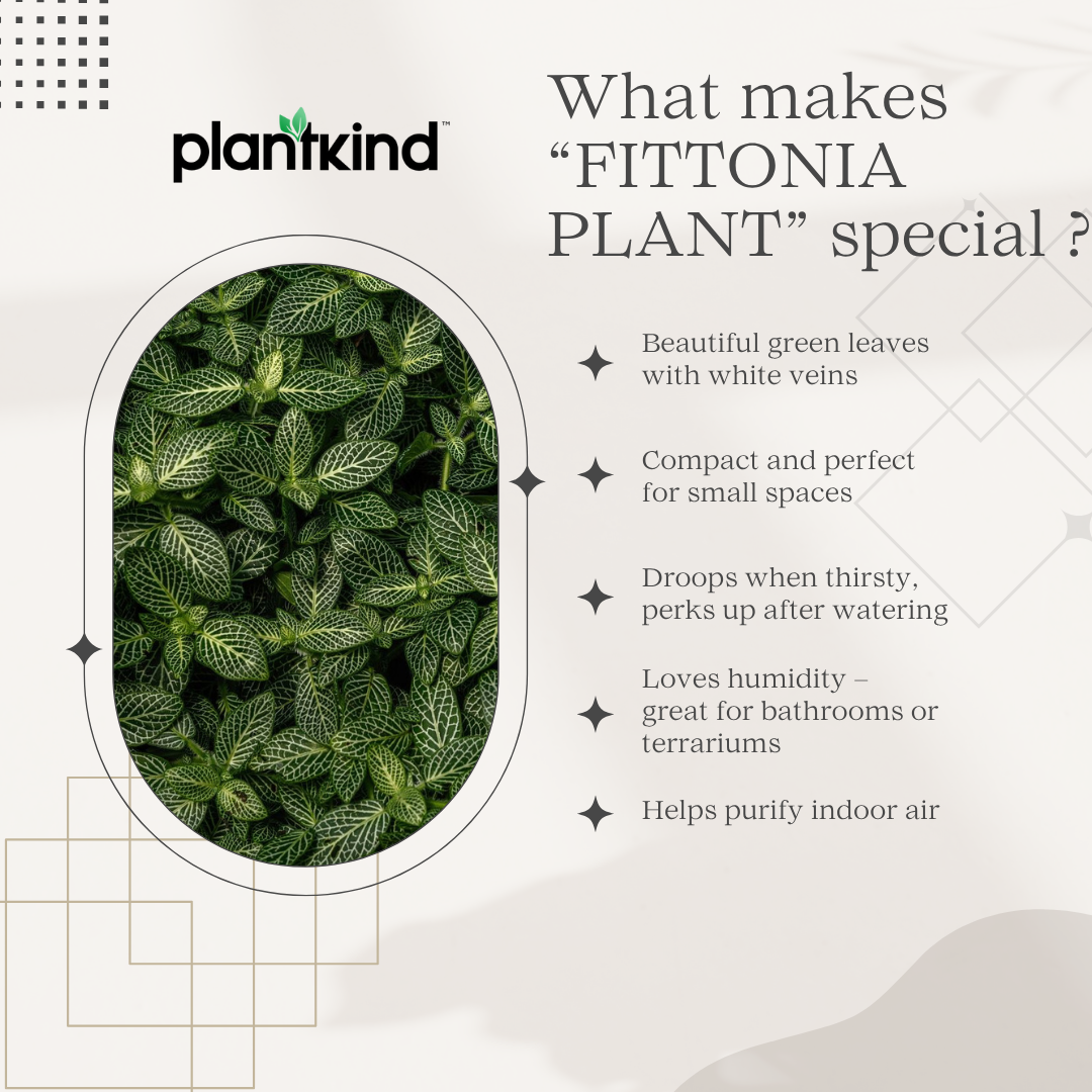 Fittonia White Plant | Nerve Plant | Indoor Plant | Pack of 1