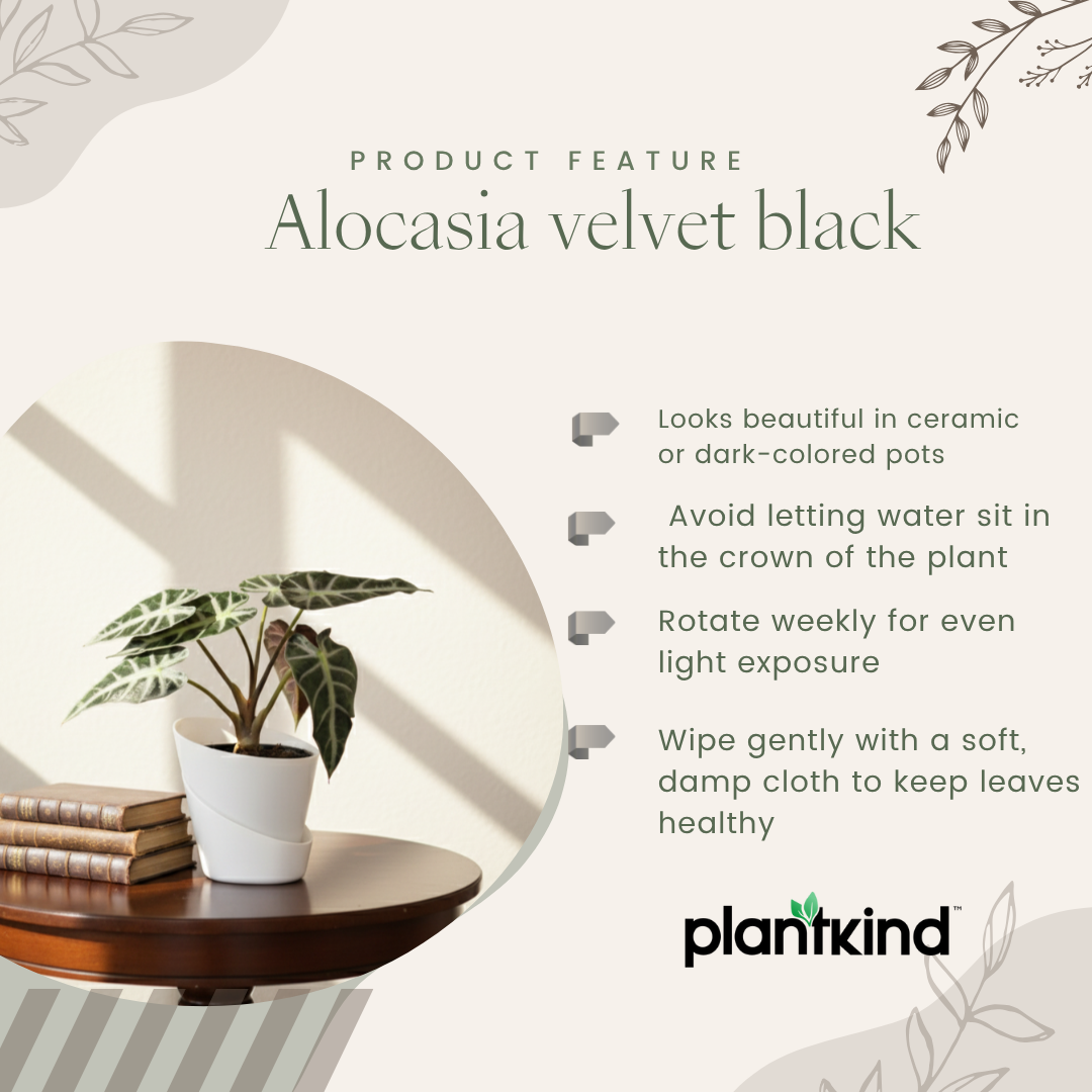 Alocasia Velvet Black| Velveta Black  |Indoor Plant | 1 Live Plant | Small